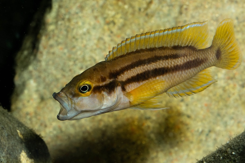 Neolamprologus bifasciatus 'Muzi'